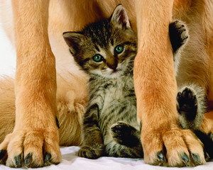 animal-043.jpg